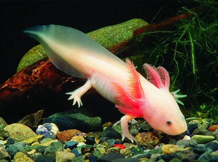 Axolotl Albino (Ambystoma mexicanum)